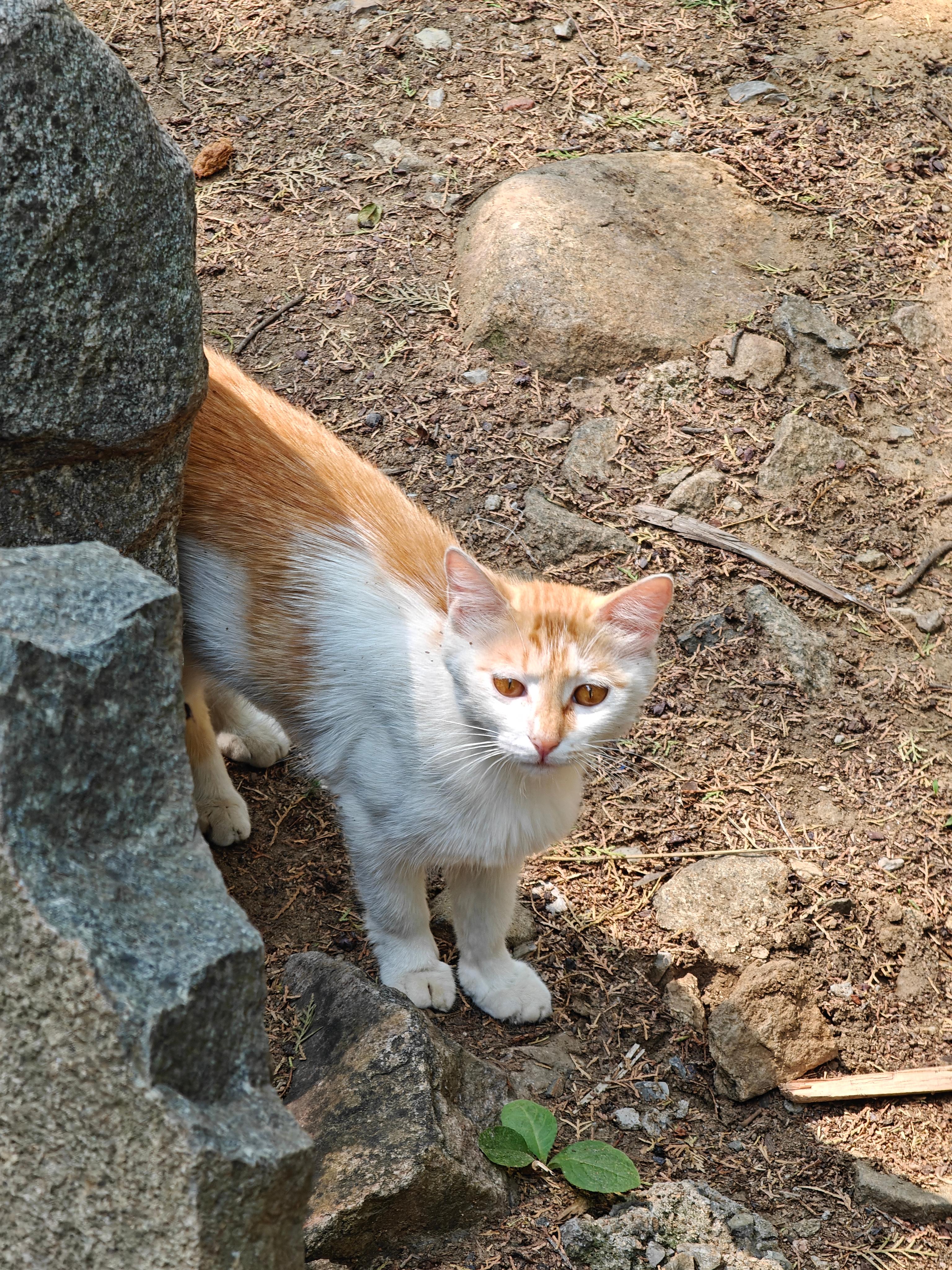 10-泰山-小猫1.jpg