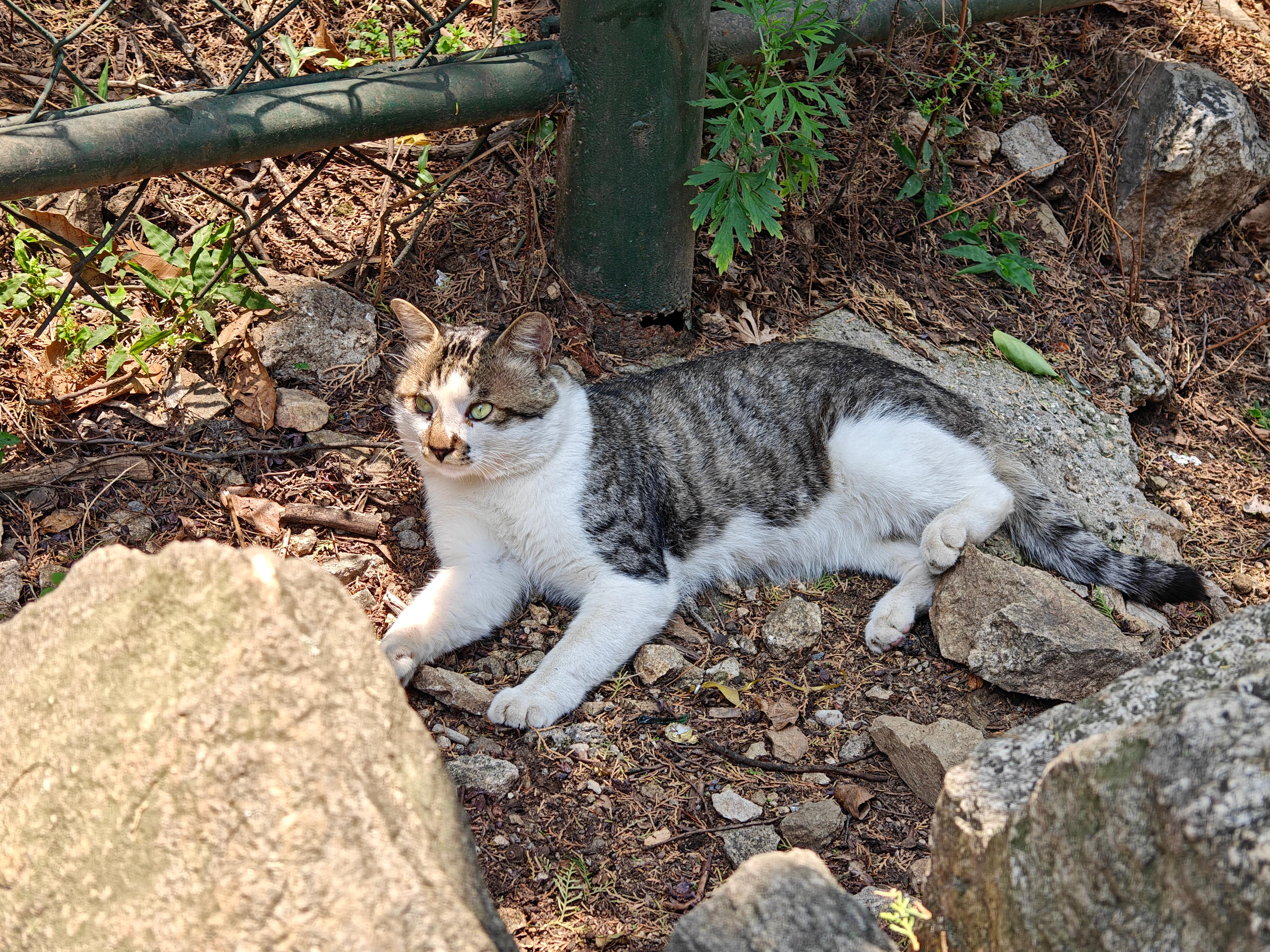 11-泰山-小猫2.jpg
